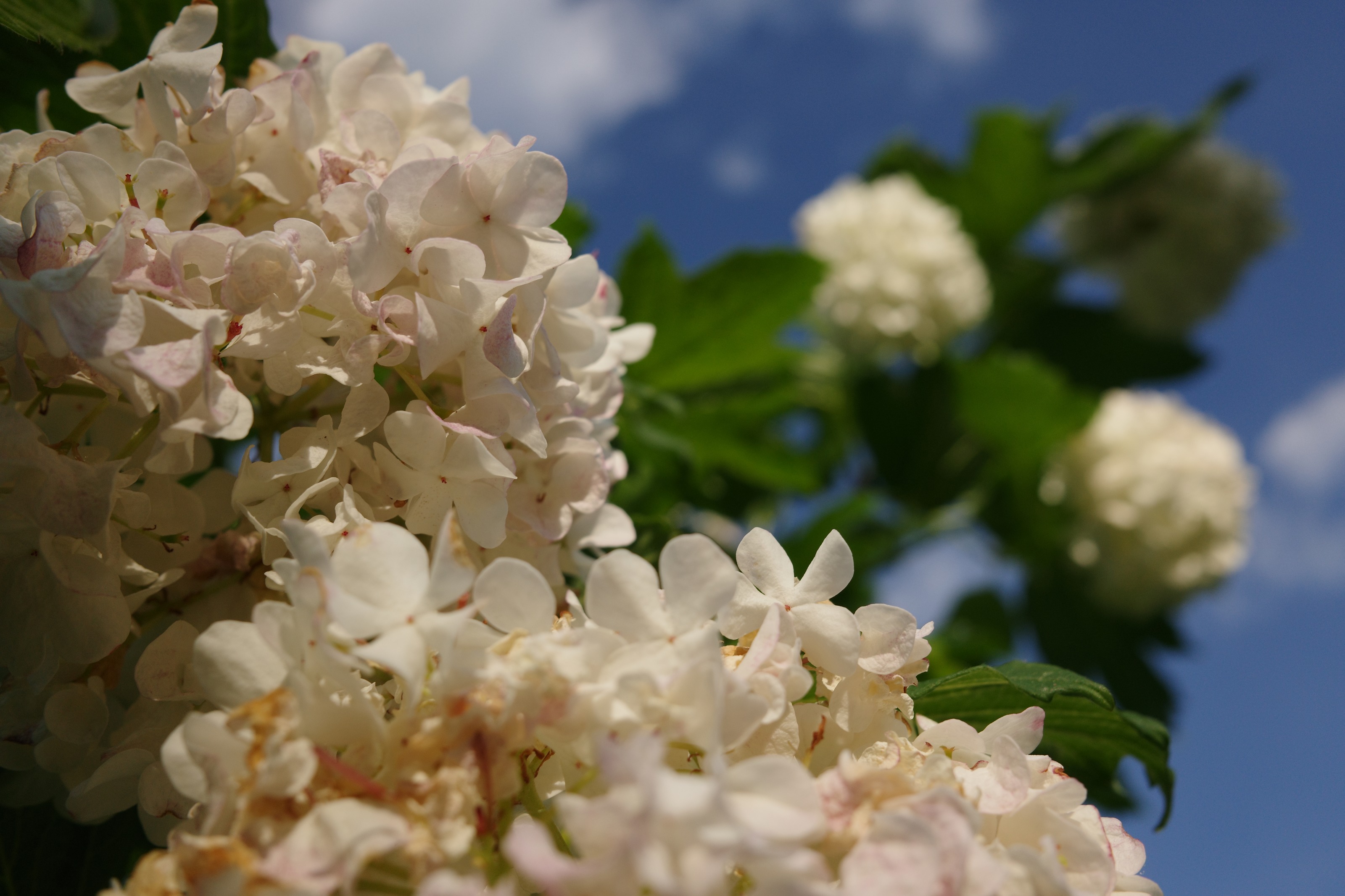 White snowball blossoms against a blue sky