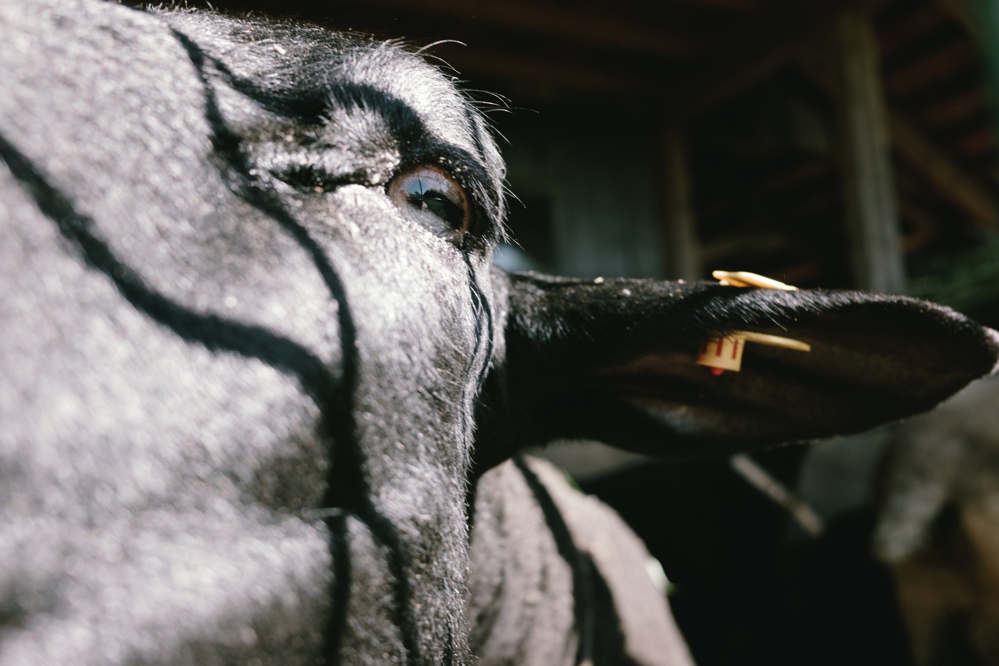 A young cow, very close to the lens