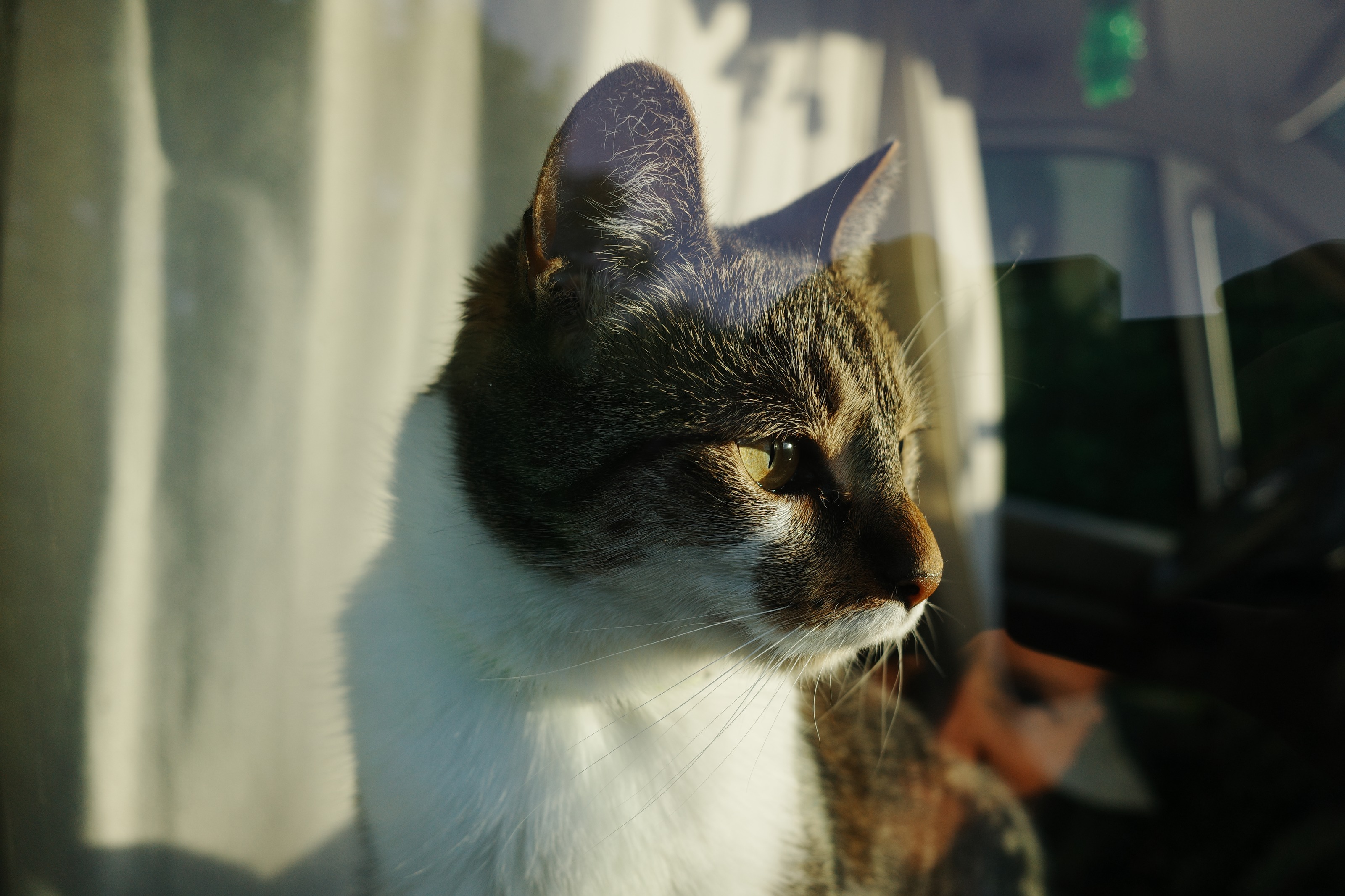 A cat behind a window in warm evening light