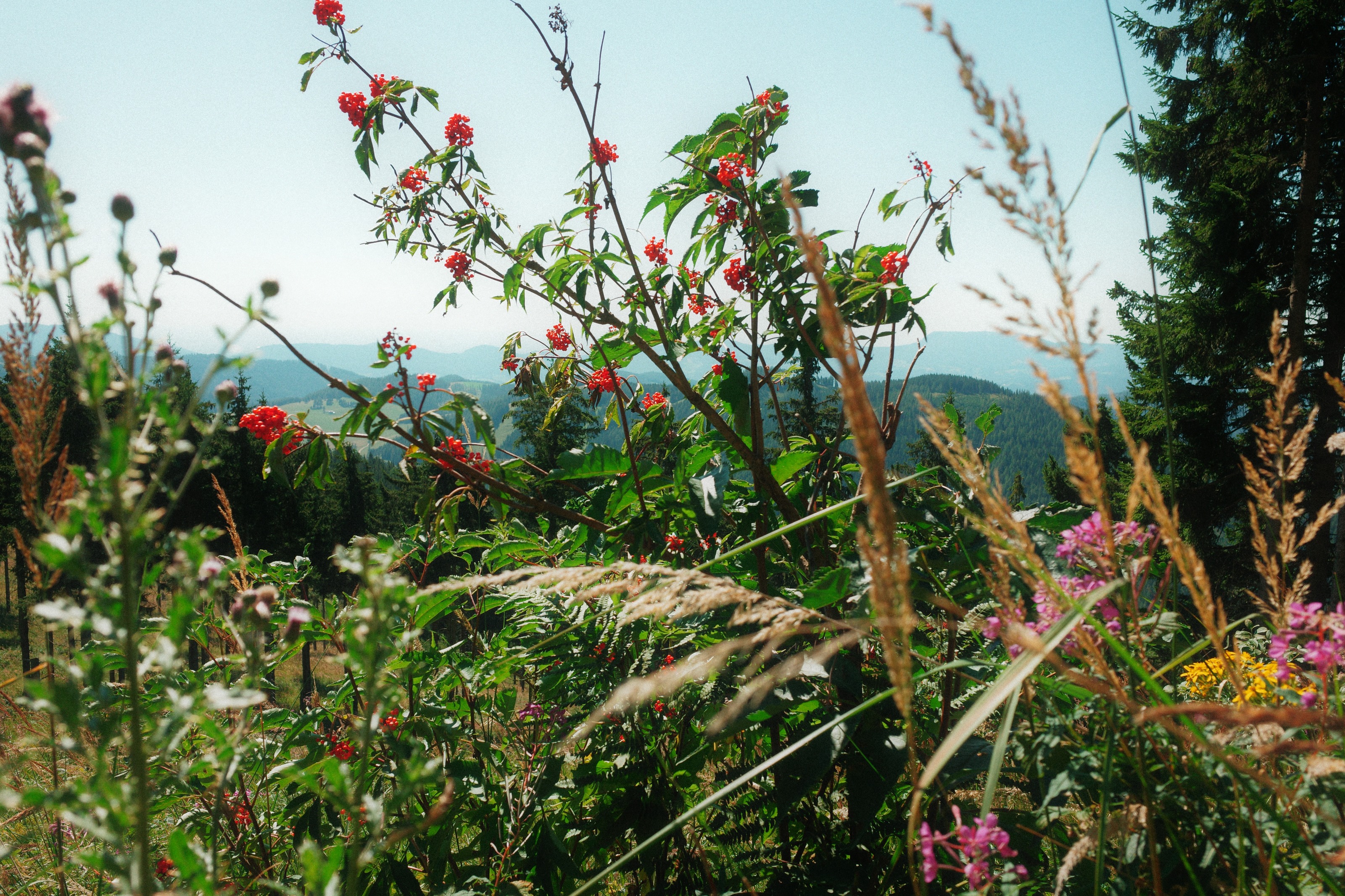 Red berries and dry grasses in the foreground, wooded ridges fading into haze behind
