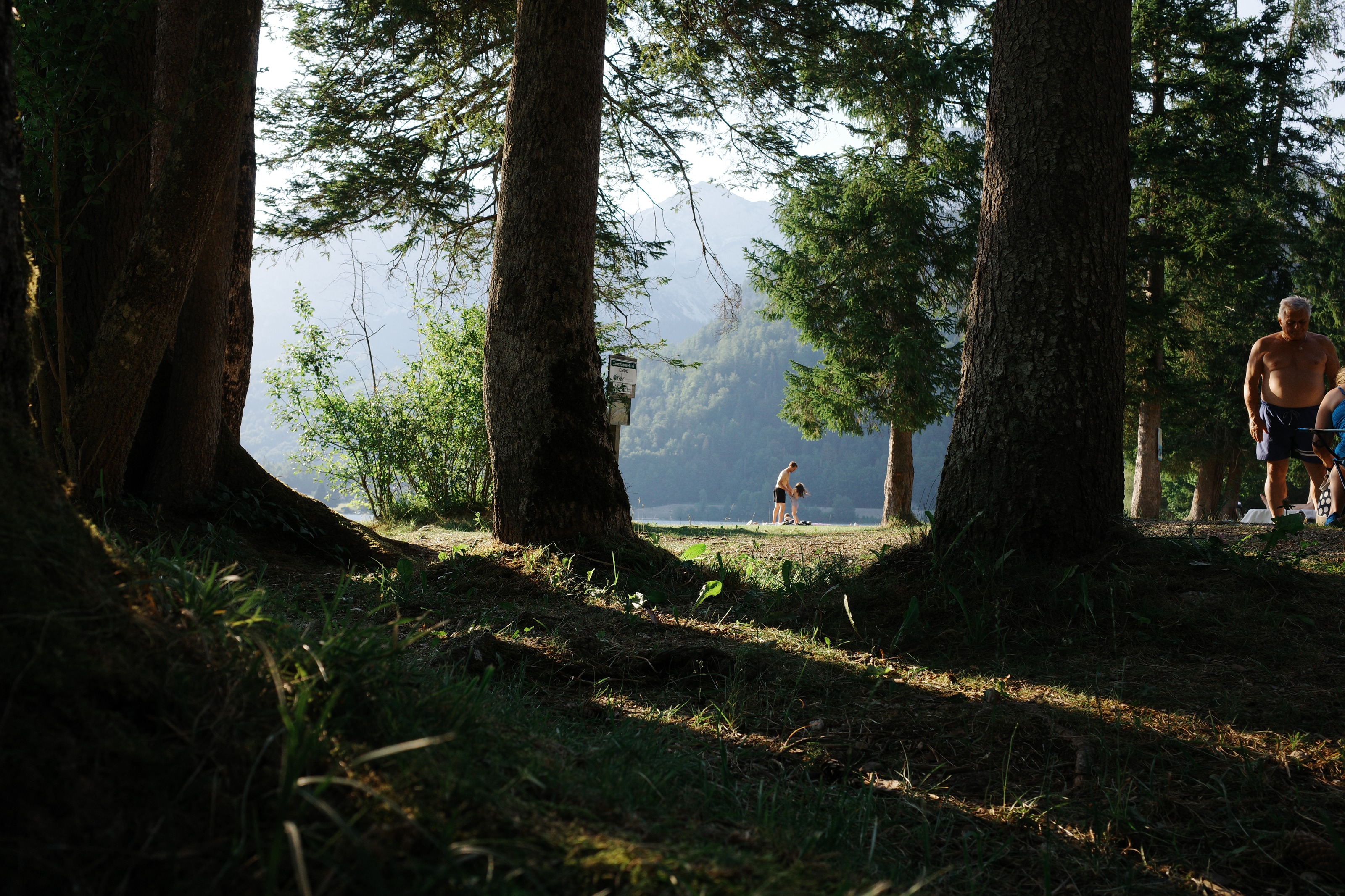 Backlit pine trunks on a grassy slope, swimmers and mountains beyond